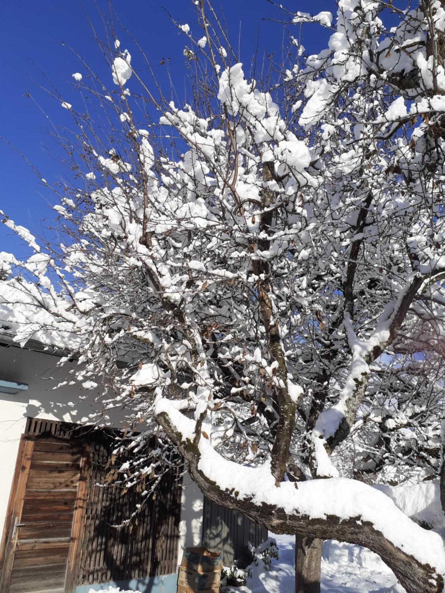 Appartement Steiner Schladming Exteriör bild